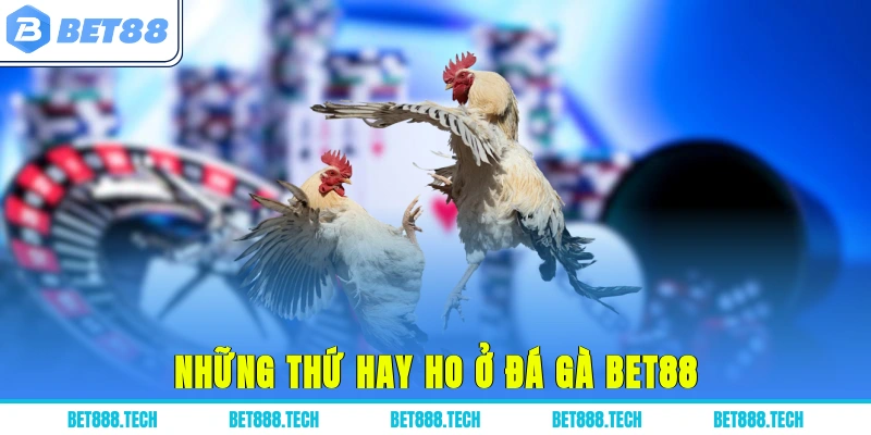 Những thứ hay ho ở đá gà Bet88