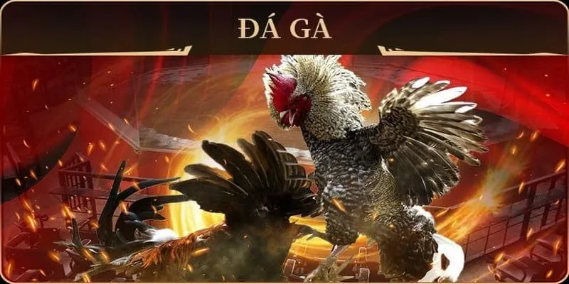 Cách chọn màu gà Bet88